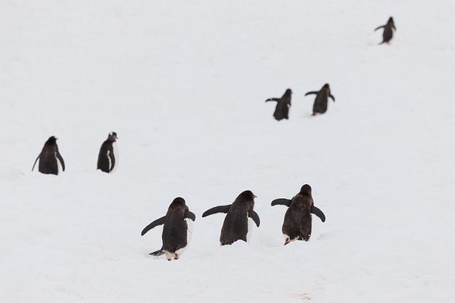 137 Antarctica, Danco Island, ezelspinguins.jpg